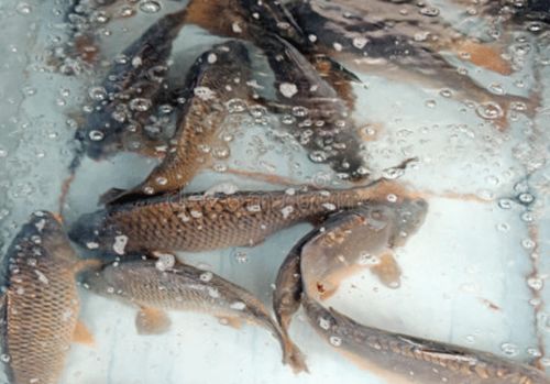 北京朝陽區兩家超市鯉魚、武昌魚檢出孔雀石綠，水產養殖安全敲響警鐘